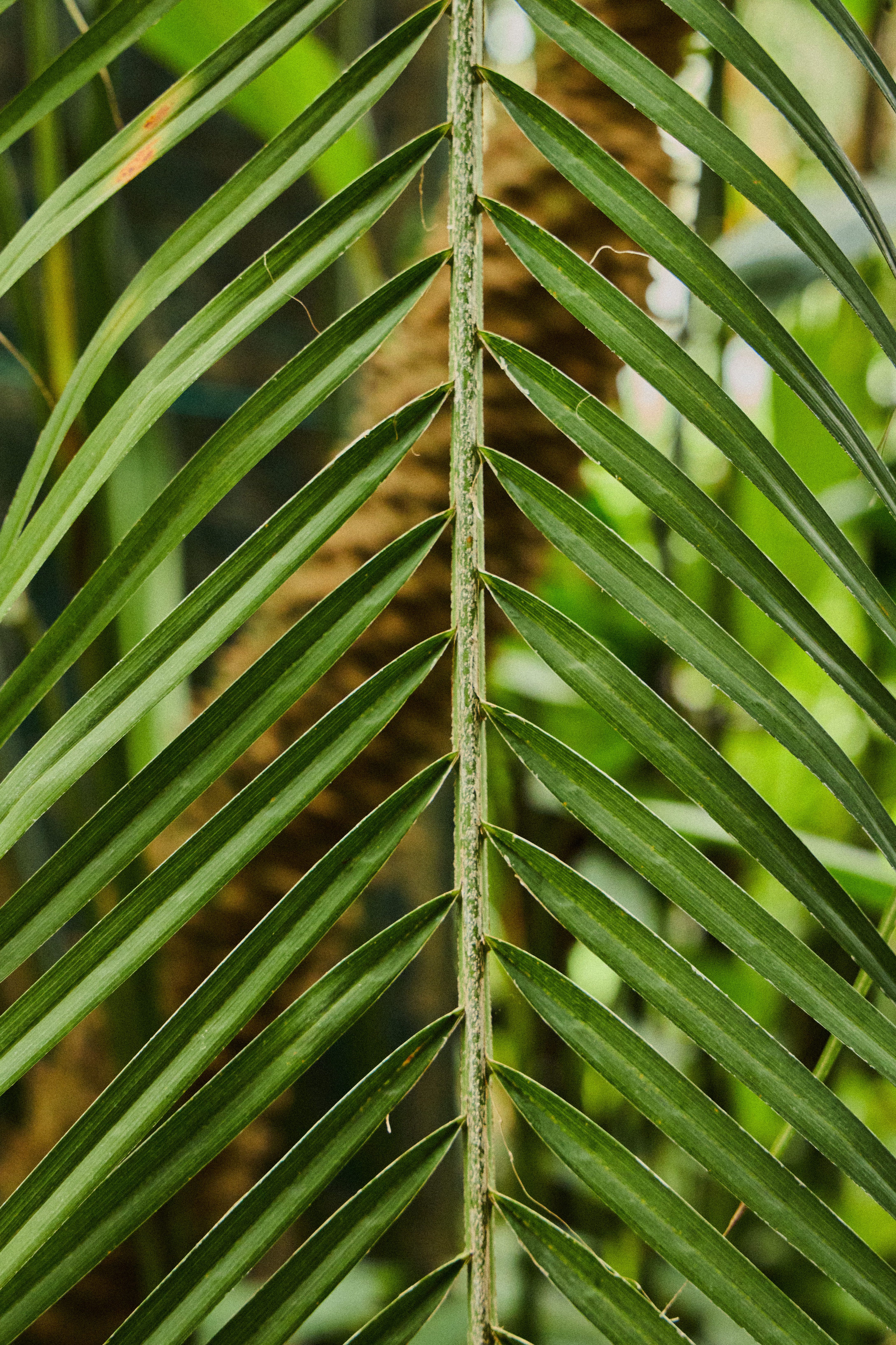 Tree close up