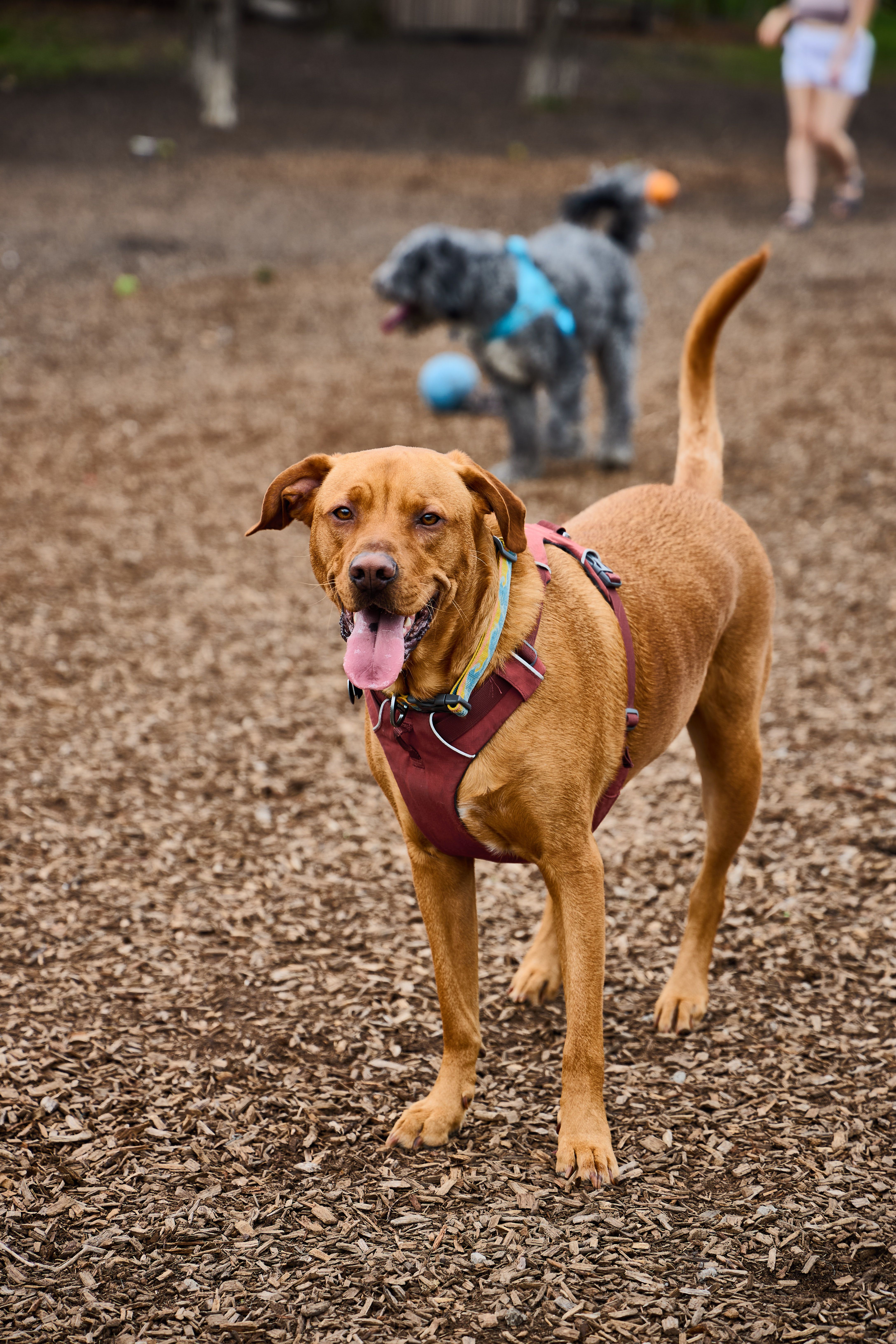 Kirby at the park